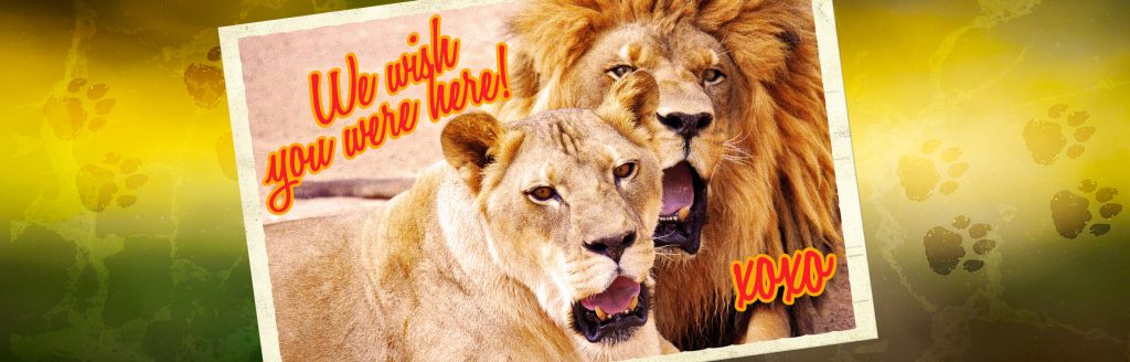 Explore the fascinating wildlife at Lion Habitat Ranch in Henderson, NV.