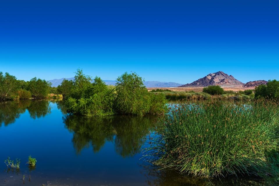 Serene reflections of a pond at Henderson Bird Viewing Preserve, highlighting the natural wonders of Henderson, NV.