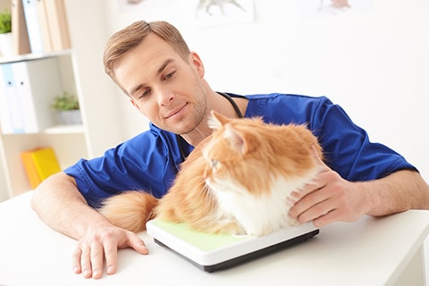 Green Valley Animal Hospital in Henderson, NV