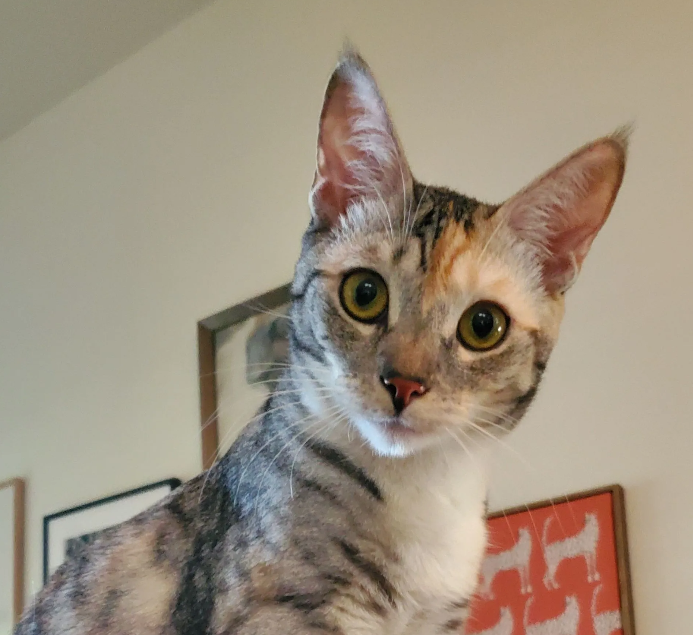 Purr-Fect Pet Sitting in Henderson, NV