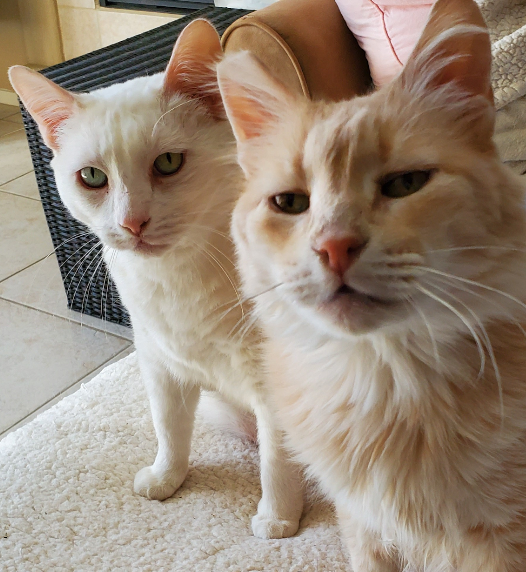 Purr-Fect Pet Sitting in Henderson, NV